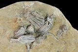 Eleven Species of Crinoids on One Plate - Crawfordsville, Indiana #149018-6